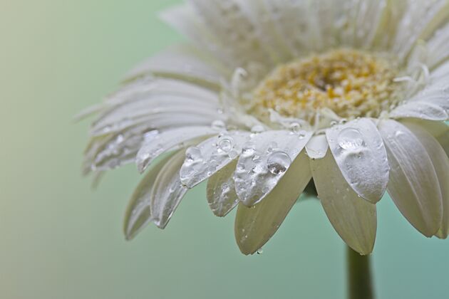 细节特写镜头美丽的白色雏菊花露珠覆盖草地开花花