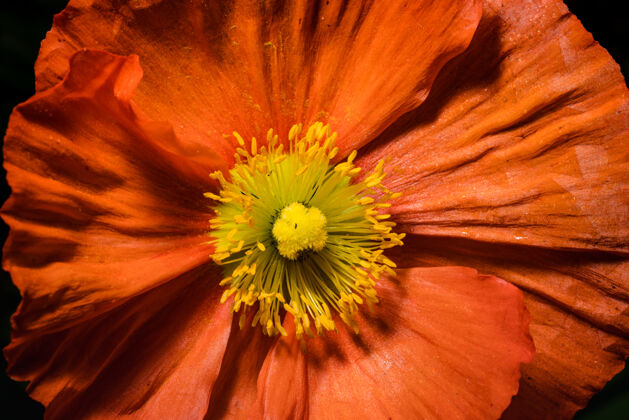 花橙色和黄色的花花花粉罂粟花