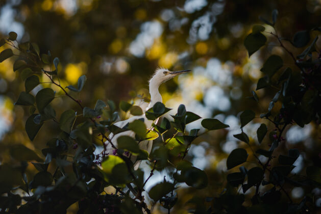 鹳树枝上的鸟鸟苍鹭水禽