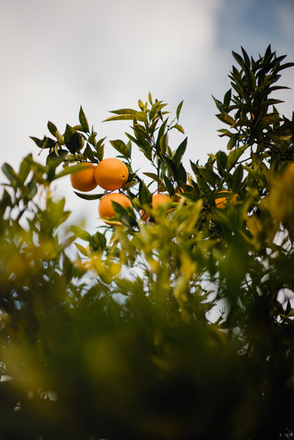 农产品柑橘类水果在树枝上水果葡萄柚食物