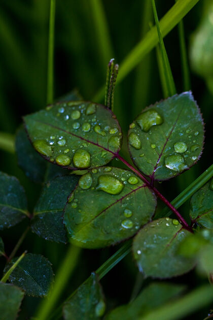 雨水树叶上的露珠树叶大自然水滴