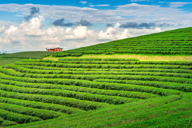 场景绿茶芽和叶子早上的绿茶种植园自然背景波基向上农场