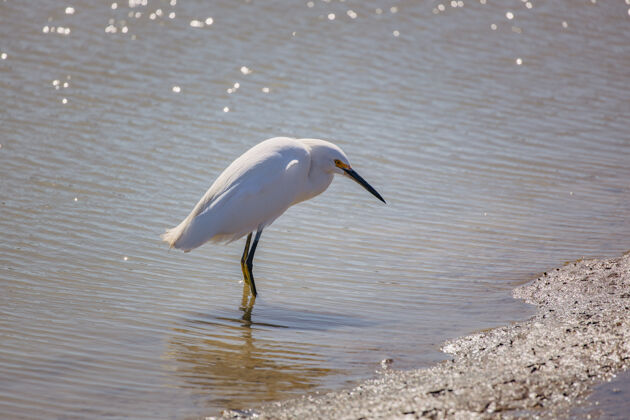鹳白天在水体附近棕色沙滩上的白鸟水鸟水禽