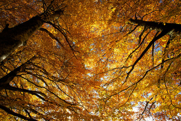 树枝棕色树叶的低角度摄影灿烂的树冠枫树树