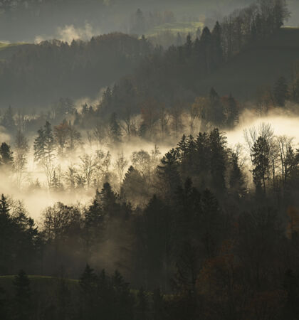 森林绿叶树地段雾树雾