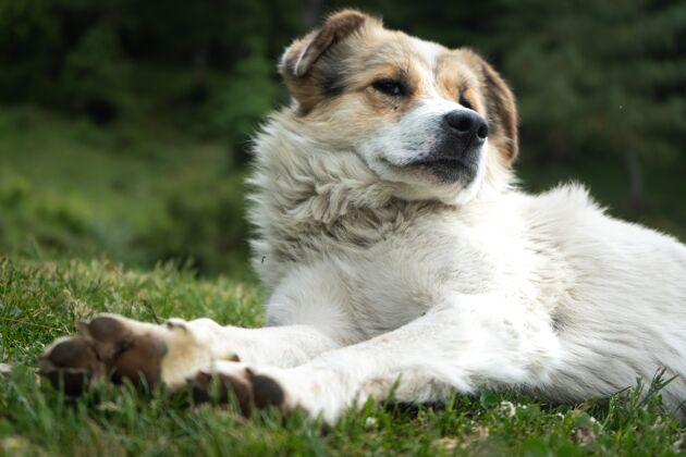 毛茸茸的在自然环境中休息的白色喜马拉雅狗血统肖像环境