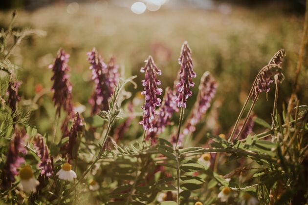 背景选择焦点拍摄的紫色野豌豆花在外地植物学开花野生