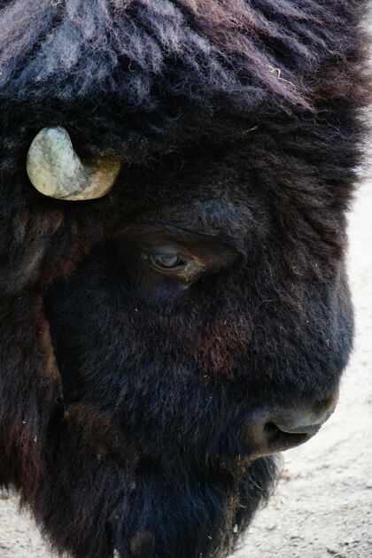 动物一头北美野牛俯瞰地面的特写镜头大野生动物公园