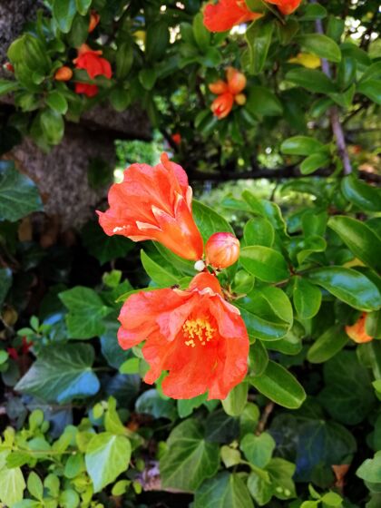 背景特写镜头美丽的红色caesalpinia花在花园里纹理花花园