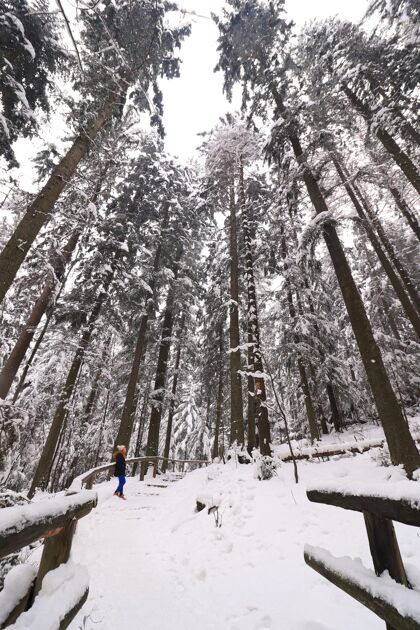 阳光冬天的风景在茂密的森林里 高高的树木覆盖着白雪冰树天空