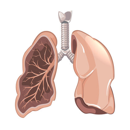 真实人体肺部解剖 癌症图解剖学科学生物学