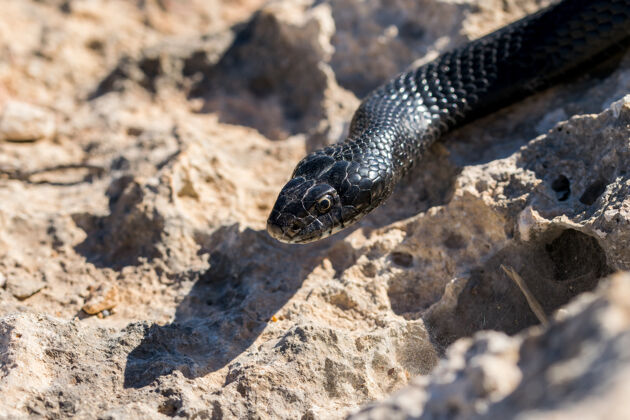 毒药马耳他一条成年黑色西部鞭蛇的头部特写镜头舌头捕食者动物