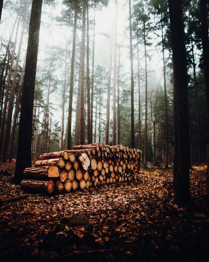 土地浓雾密布的森林景观和一堆树干木材民间自然
