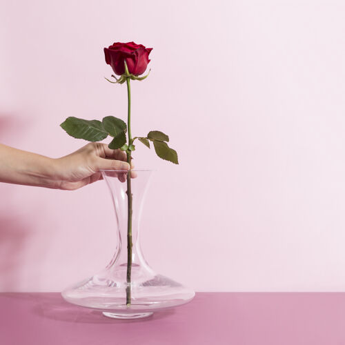 爱女人把一朵美丽的玫瑰放在一个宽底玻璃花瓶里宽室内安排