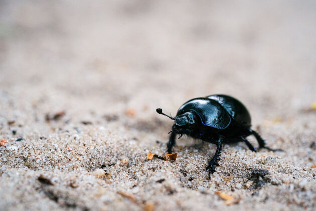 生态荷兰森林里一片沙地上的黑色粪甲虫的选择性聚焦镜头野生动物昆虫野生
