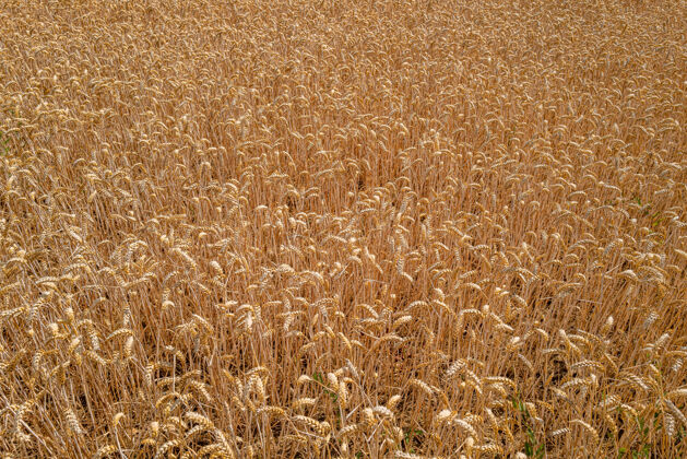 白天英国埃塞克斯阳光下的麦田特写英国谷物农场