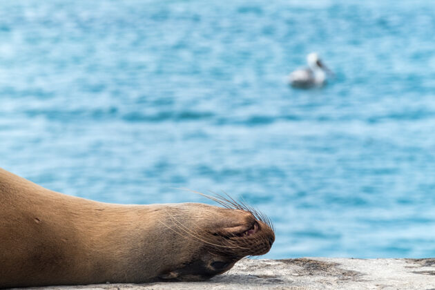 沙滩海狮睡在加拉帕戈斯群岛的码头上 厄瓜多尔厄瓜多尔海洋景观
