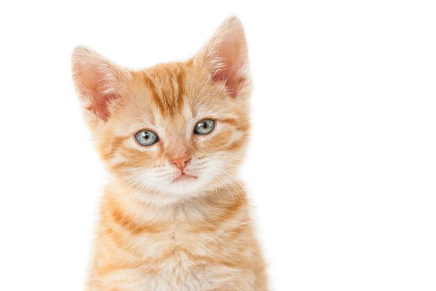 毛皮一只姜黄色的小猫的特写镜头 白色背景上有一双绿色的眼睛游戏有趣猫