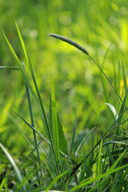 植物学绿色新鲜草和植物的特写镜头乡村环境花园