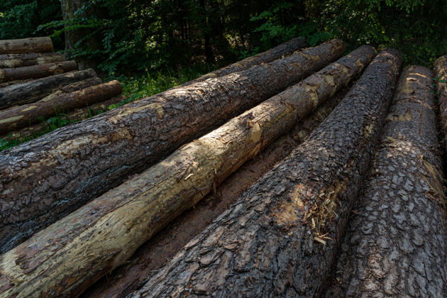 木头木箱堆在森林里树干森林大自然
