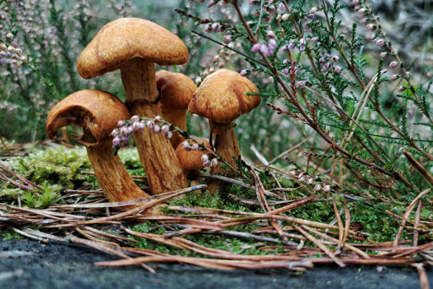 野生特写野生蘑菇在森林覆盖的树枝和鲜花真菌自然环境