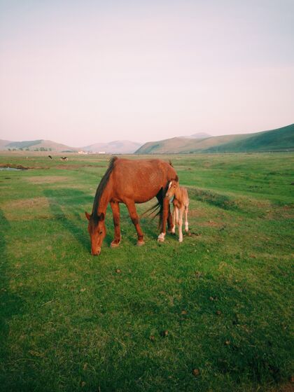 哺乳动物白天 母马和小马在牧场上吃草小牛奶放牧