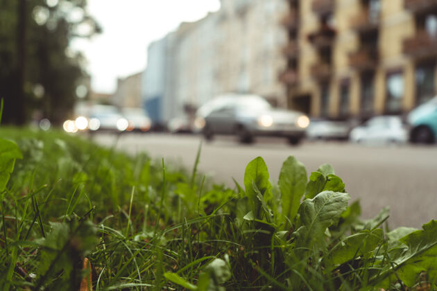 植物人行道上草和植物的特写镜头植物树叶自然