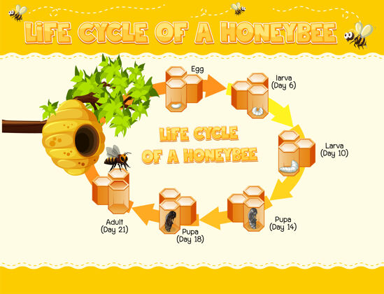 生物蜜蜂生命周期图户外小生长