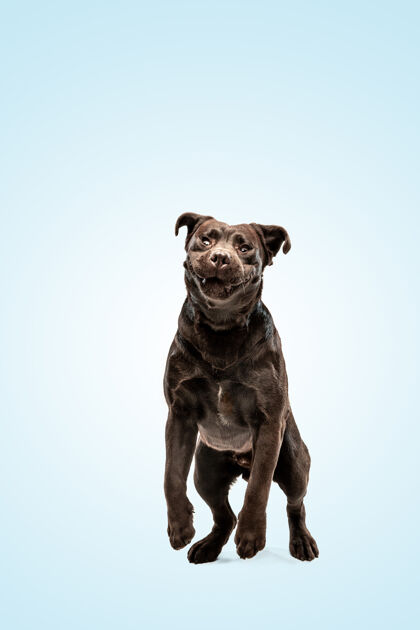 巧克力巧克力拉布拉多寻回犬室内有趣的小狗越过蓝墙快乐年轻狗