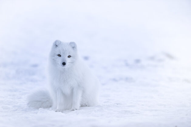 寒冷雪地上的雪狐冰岛狐狸动物