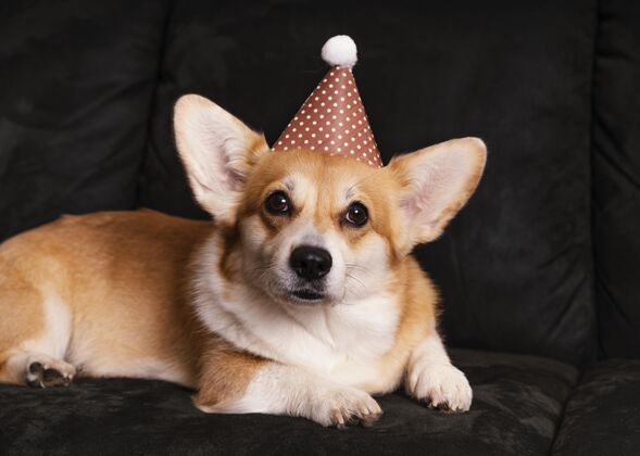 品种沙发上戴着派对帽的可爱狗可爱姿势小狗