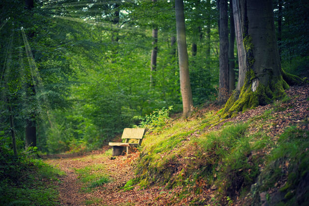 蔬菜白天森林里的棕色木凳知识共享土地地面