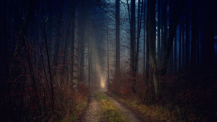 森林夜间光秃秃的树之间的小路户外道路土地