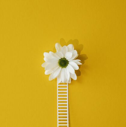 好用白花构成乐观主义概念的顶视图平面布局花卉表达