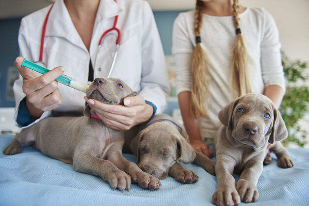 动物医院兽医给小狗喂奶桌子病人开始