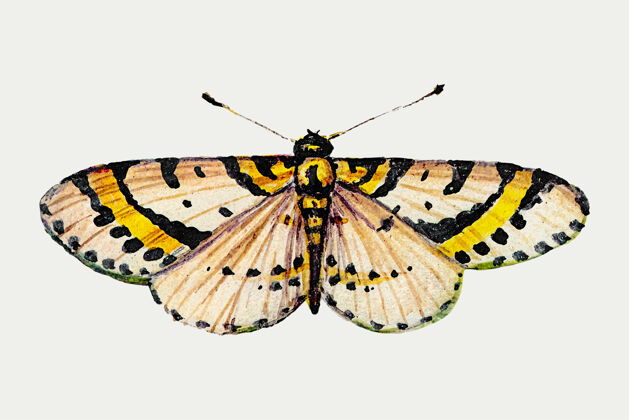 翅膀黄色蝴蝶的经典插图古董动物昆虫