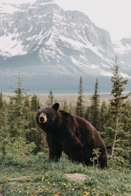 公园一只可爱的熊在群山环绕的森林里闲逛的垂直镜头动物荒野风景