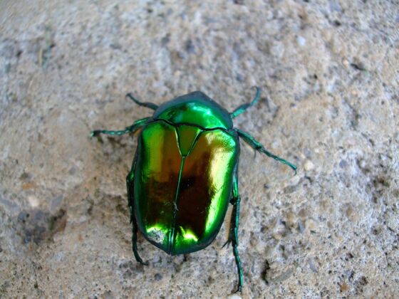 地面地上一只绿色甲虫的特写镜头动物昆虫动物