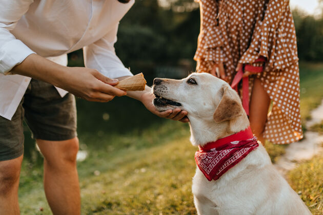 一起在公园里散步的时候 一个男人给他的拉布拉多犬尝了一杯加了冰淇淋的华夫饼圆点连衣裙阳光女性