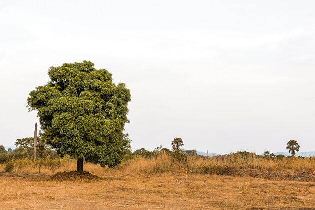 景观非洲的自然风光 天空晴朗 绿树成荫地形户外全景