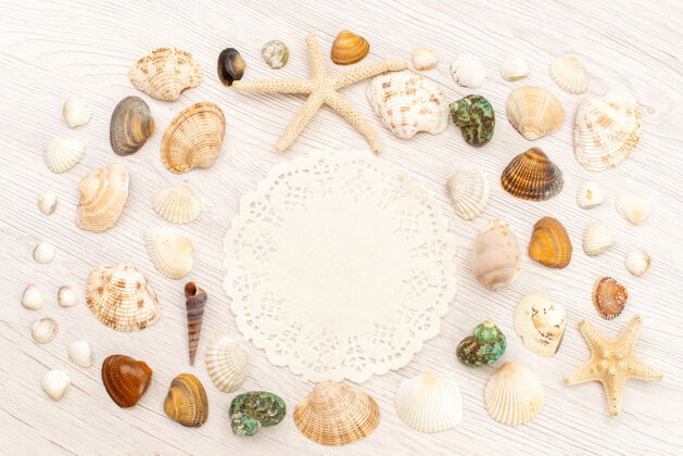 小顶视图小贝壳不同的形成和白色背景上的海水贝壳的颜色顶部贝壳景观