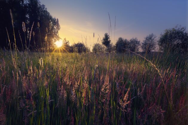 乡村草地上树木的剪影 背景是炽热的太阳辉光日落剪影
