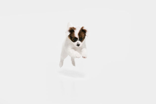 肖像奔跑帕皮隆倒下的小狗摆姿势可爱好玩的布劳恩狗或宠物在白色工作室背景上玩耍运动的概念 动作 运动 宠物的爱看起来快乐 高兴 有趣毛皮前面谎言