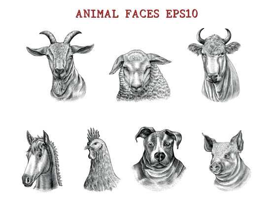 猪动物脸手绘雕刻风格黑白剪贴画隔离在白色农村马鸡