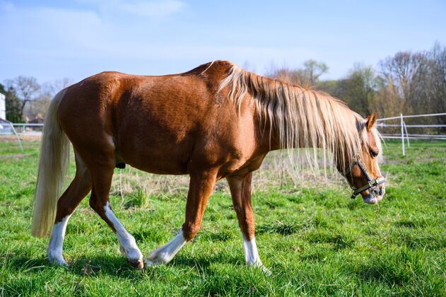 地区一匹漂亮的棕色马在草地上行走的壮观景色平静马背鬃毛
