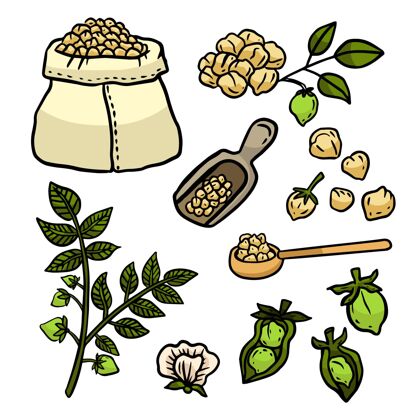 营养手绘鹰嘴豆和植物插图植物豆类树叶
