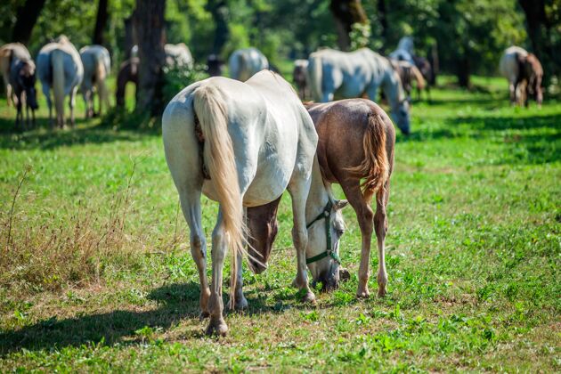 农田在斯洛文尼亚的利皮卡国家公园放牧的马的特写镜头牧场户外棕色