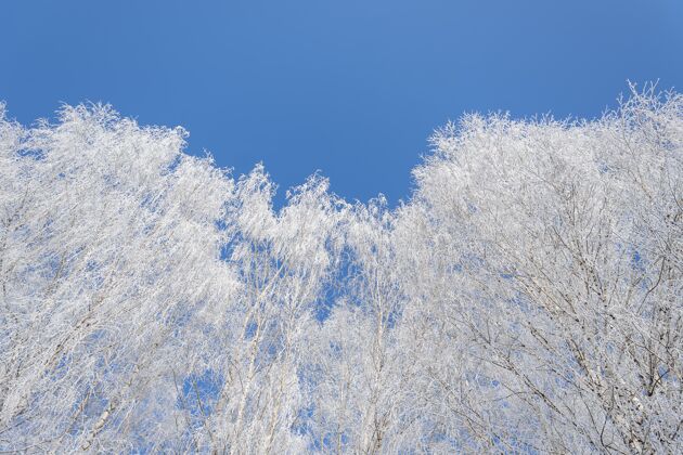 树低角度拍摄的白雪覆盖的树木与晴朗的蓝天森林雪寒冷