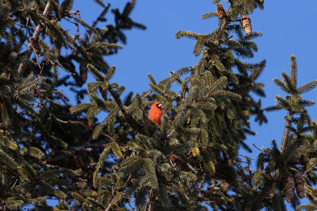 北方一只北方红雀在树枝上休息的低角度镜头 天空湛蓝自然野生红雀