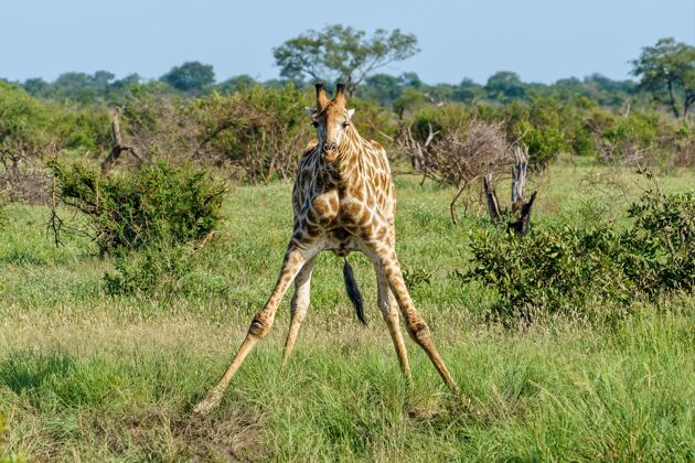 自然一只长颈鹿在白天在绿草地上伸展前腿的美丽照片食草动物哺乳动物晴天